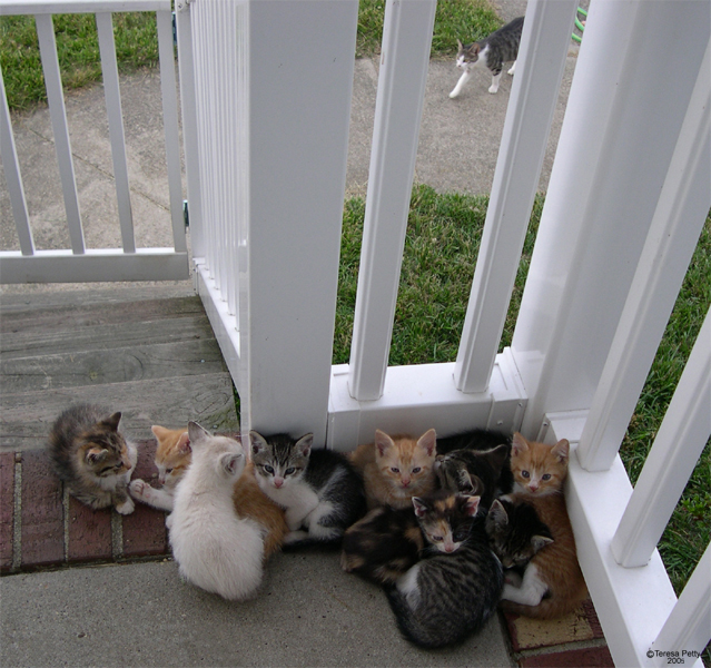 Kittens 2005